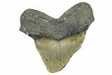 Bargain, Fossil Megalodon Tooth - North Carolina #368457-1